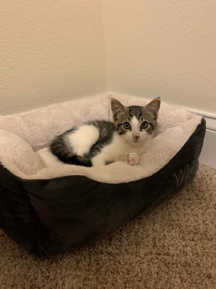 Adopted Him About An Hour Ago .. And He’s Already Making Himself Right At Home.