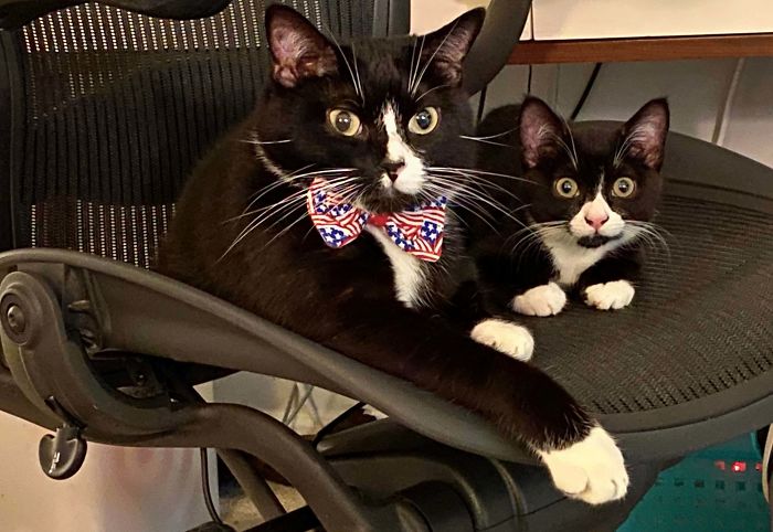 Celebrate My Cake Day With Me By Enjoying This Photo Of My Cat With His Adopted Son 🥳