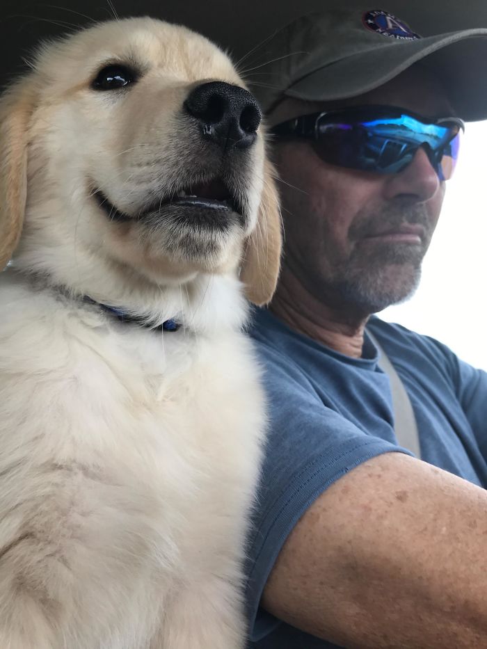 Dad Didn't Want A New Dog. And Then He Stumbled Upon This OG (Original Golden). Meet Nigel (Dog, Not Dad)