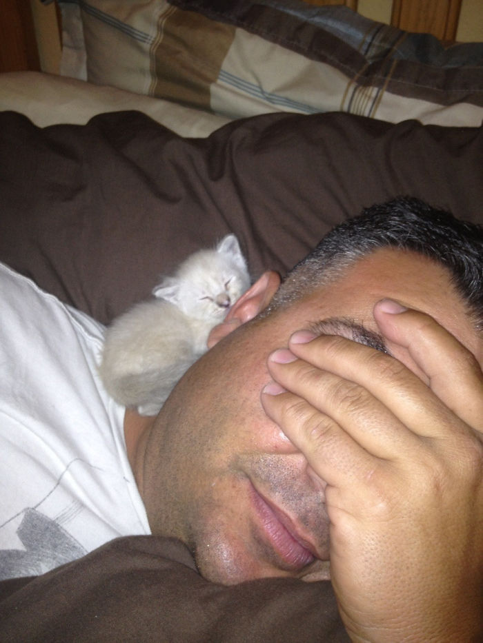 My Dad Doesn't Want A Cat But The Cat Definitely Wants My Dad