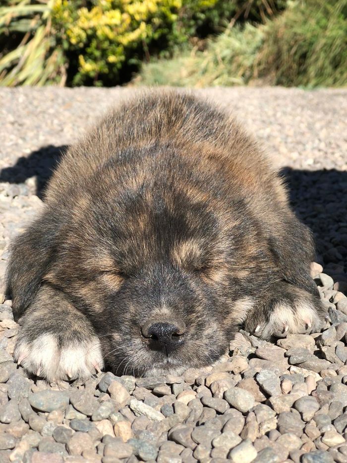 Guys, I Want You To Meet Our Most Recent Adoption: Napoleón