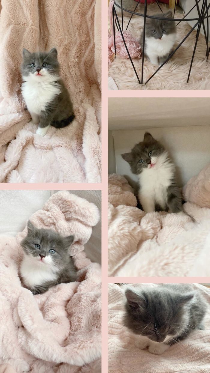 Cherry. New Kitten That I Adopted