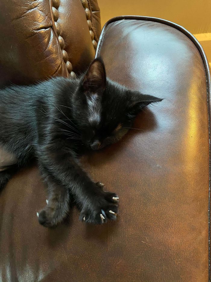 This Is Mildred. I Adopted Her Yesterday And She Already Letting The Murder Mittens Go Free.