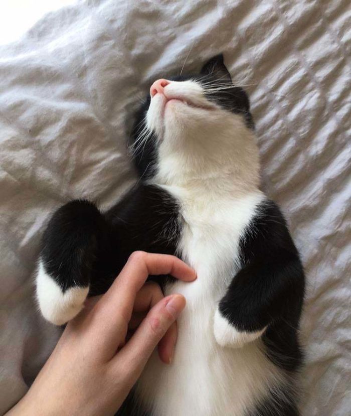 Adopted This Cutie Back In January. Couldn’t Ask For A Better Quarantine Buddy!