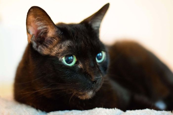 This Is Percy, My Little Quarantine Cat. When My Partner And I Adopted Him A Couple Of Months Ago, He Had A Bunch Of Bald Patches From Stress And Was Very Nervous. Now His Hair Is Growing Back, And He Enjoys Quiet Days, Napping Anywhere Except For His Cat Bed.