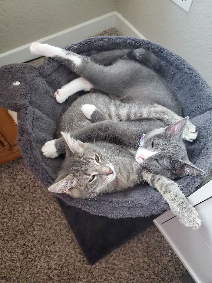 Adopted Two Sisters Who Adore Each Other.