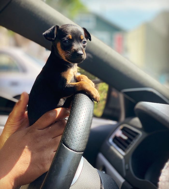 Adopted This Amazing Little Guy Earlier Today