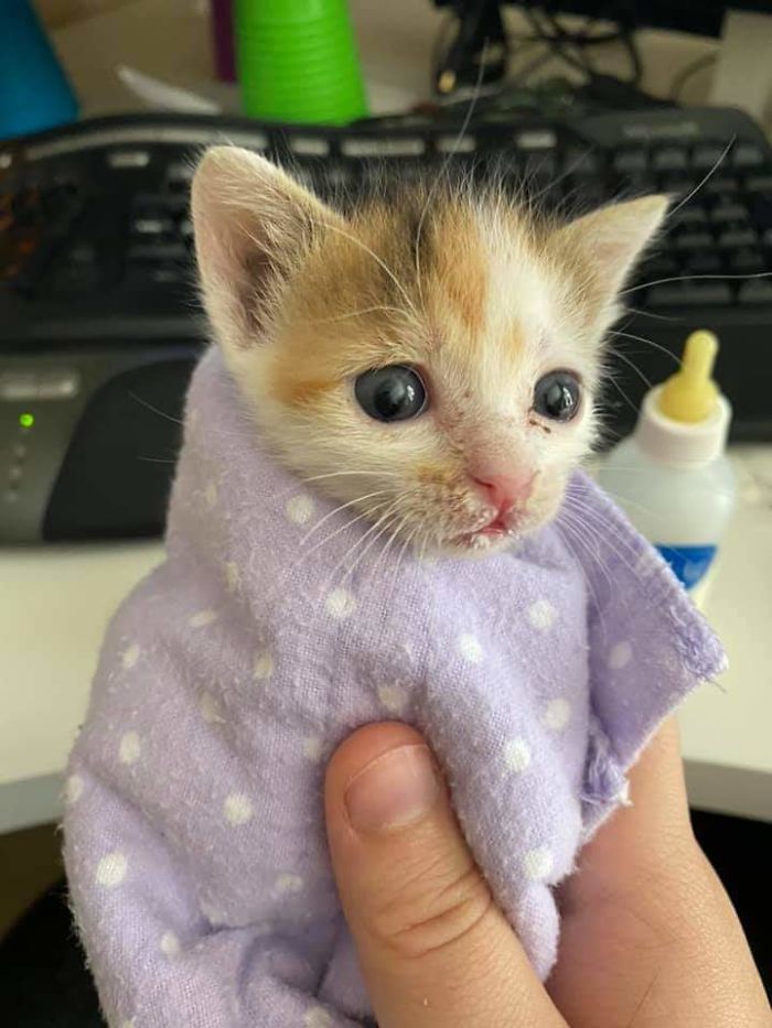 We Adopted A Purrito.