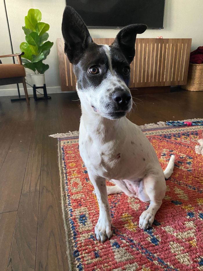 Just Adopted Our First Dog! 4 Months Old, And 3 Legs. Meet Ziggy :)