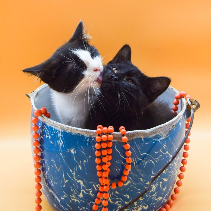 I Wanted To Adopt A Kitten But I Ended Up With Two Since They Were Remaining Littermates. I Named Them Leviticus And Astraea