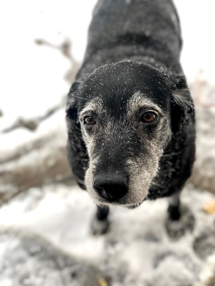 This Is Pepper Our 10 Year Old Black Lab Mix We Got From The Shelter About 5 Years Ago, She Is The Best Dog!!! Adopt Don’t Shop!