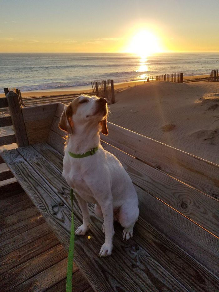 My Dog Enjoying A Sunrise A Couple Weeks After I Adopted Her.