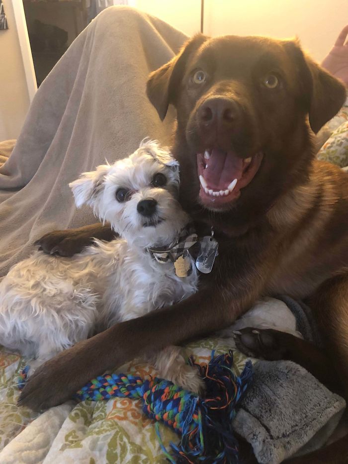 We Adopted Coco (Right) Hoping She’d Be Best Friends With Oliver (Left). I Think That Worked Out Wonderfully!