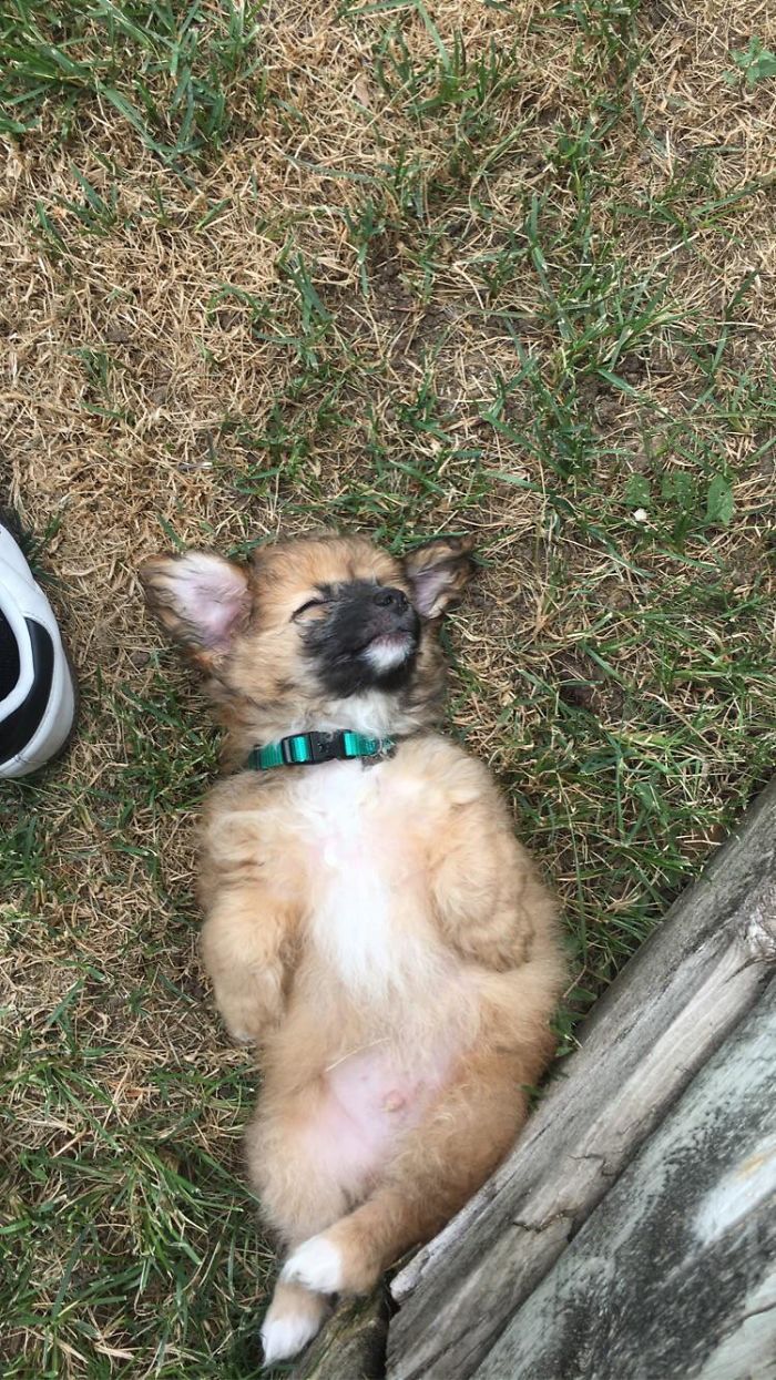 Adopted This Little Guy For My Sister. First Day And Looks Like He's Adjusting Just Fine