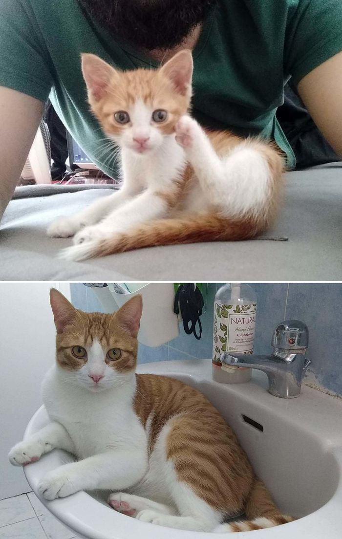 It's Been 1 Year Since Ravani's Adoption!