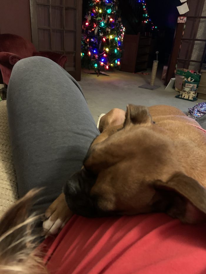 I’m Finally The Dad That Didn’t Want The Dog