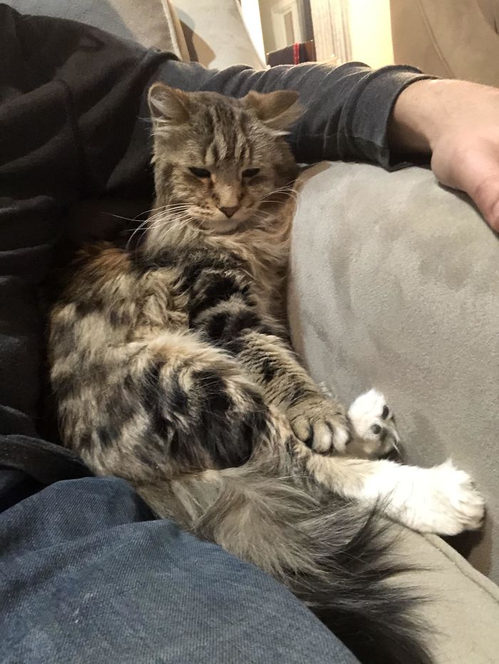 I Left Shmoo With My Parents While I Took A Short Term Job. He Appears To Have Adopted My Father, Who Previously Claimed He “Isn’t A Cat Person.” They Now Share A Pillow At Night