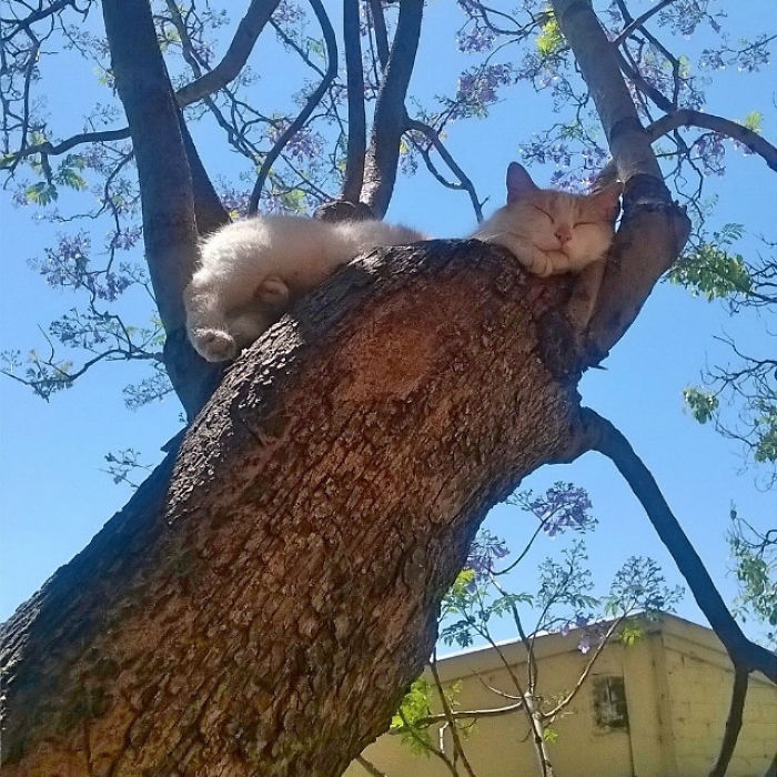 Sleeping-Cats-In-Trees