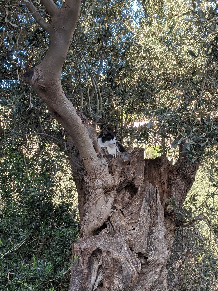 Sleeping-Cats-In-Trees