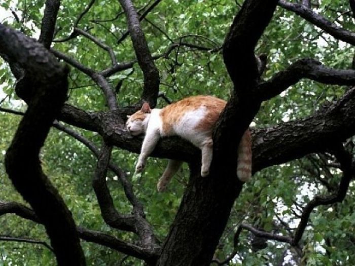 Sleeping-Cats-In-Trees