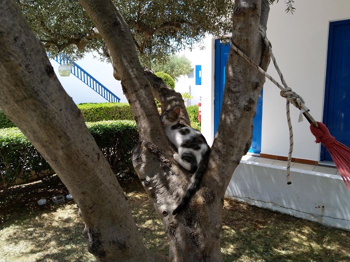 Sleeping-Cats-In-Trees