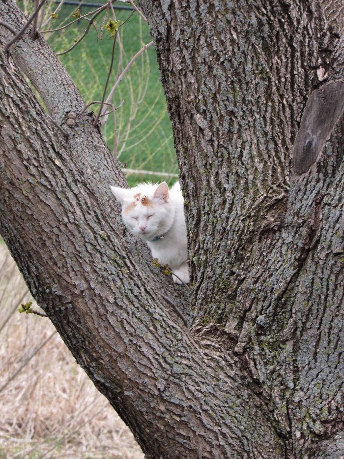 Sleeping-Cats-In-Trees