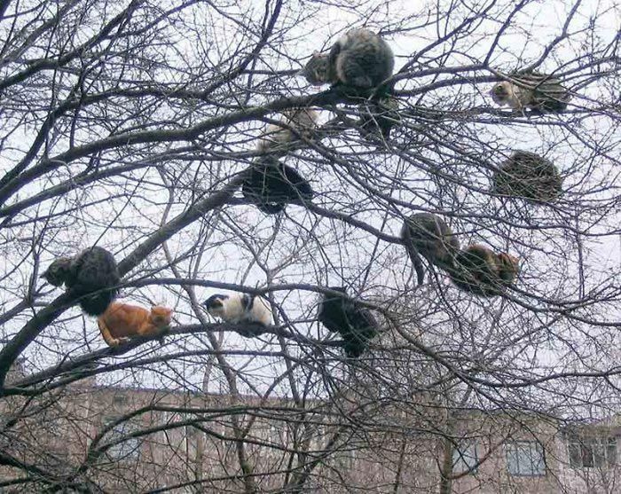 Sleeping-Cats-In-Trees