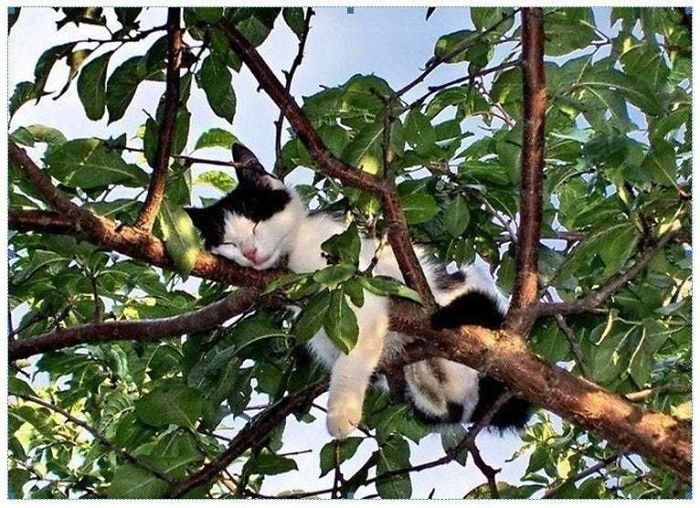 Sleeping-Cats-In-Trees