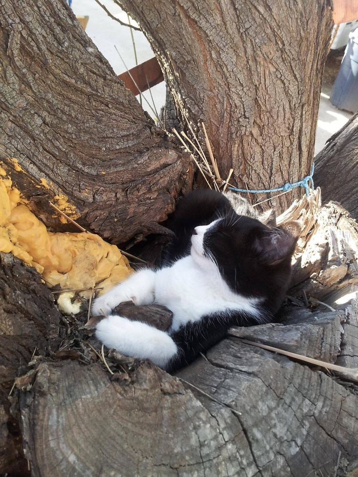 Sleeping-Cats-In-Trees