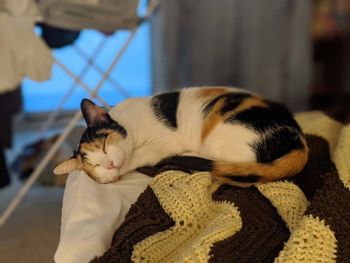 I Rescued A Pregnant Stray Cat, And She Has Already Made Herself At Home! :3