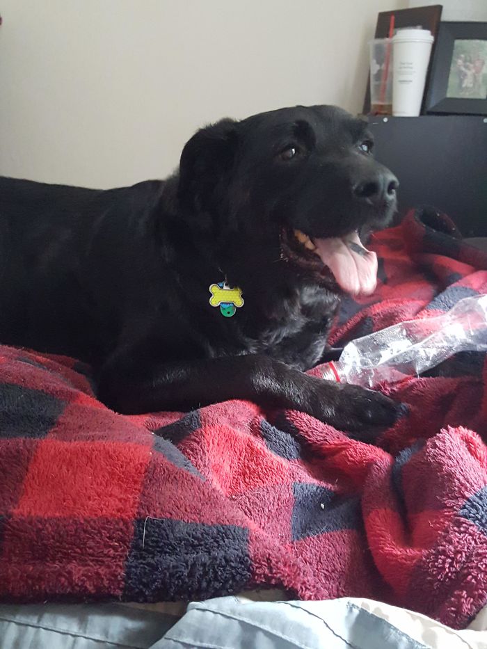 This Is Out 10 Year Old Rescue George. He Gets All Of The Treats And Loving We Have To Give Him.