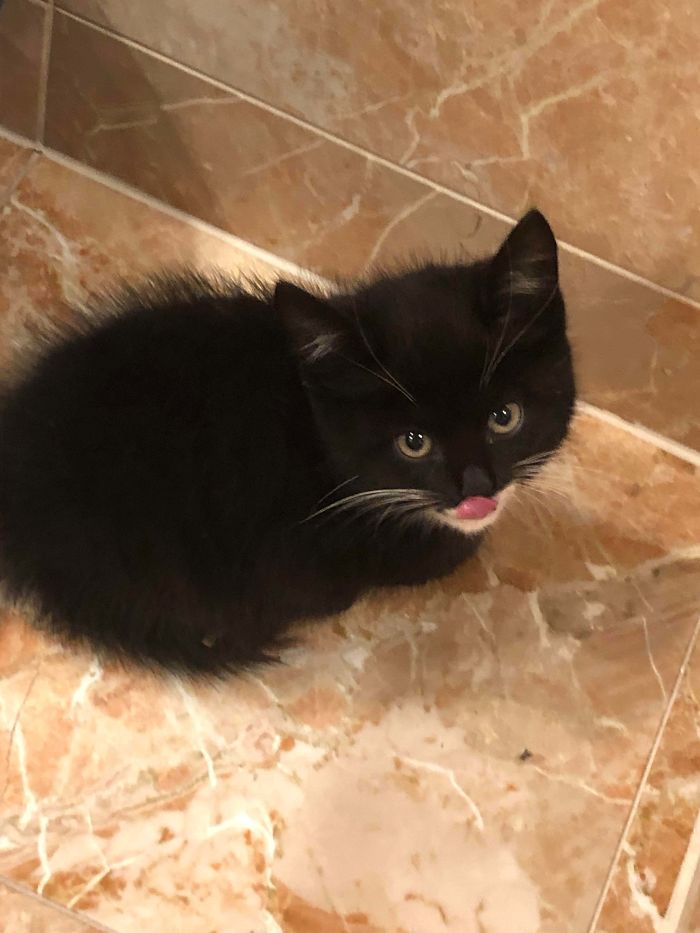 Perks Of Being A Veterinary Student: Neighbors Just Hand You Stray Kittens They Rescue. Reddit, Meet Alfred.