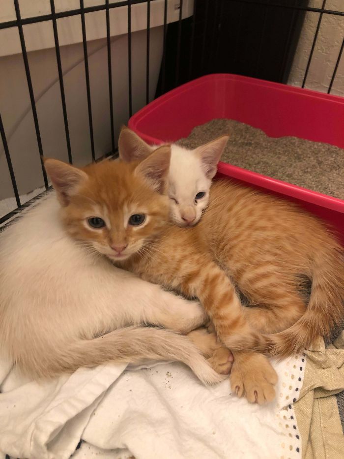 Smol Kittens We Rescued After They Were Dumped.