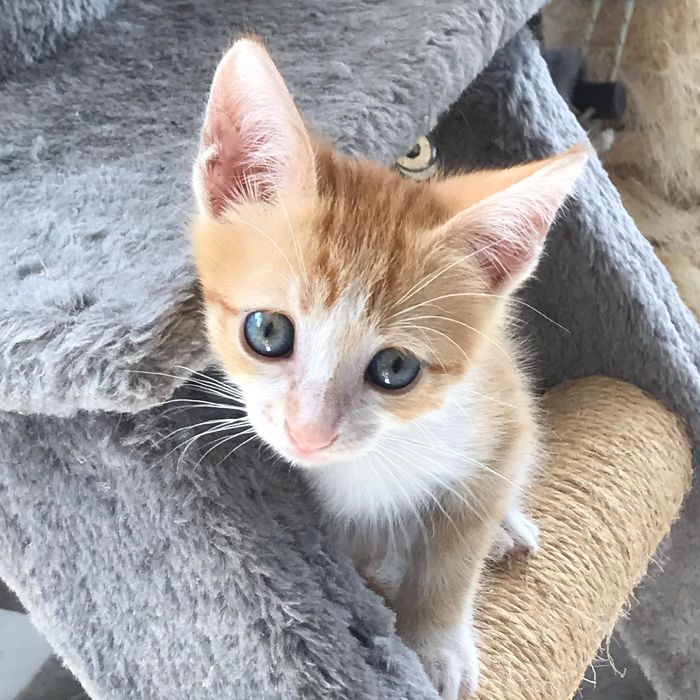 We Rescued This Little Guy Who Was Dumped At A Nearby Monastery