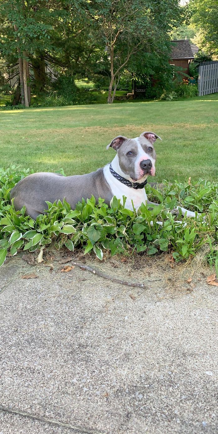 My Rescue Beau “Beauregard Humperdink” Posing In The Flowerbeds.