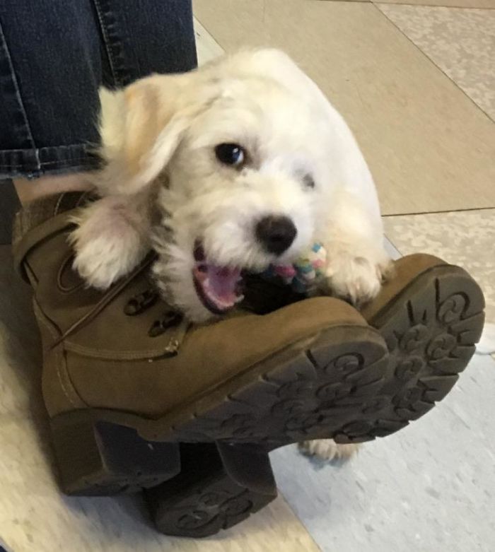 He Aced The Adoption Interview. Just Wanted To Sit At Our Feet And Chew On Somethin. Thanks Always To Family Dogs New Life Shelter!