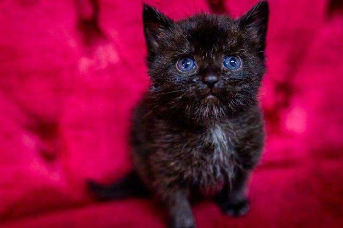 I Just Adopted A New Cat And Thought You Guys Might Appreciate.