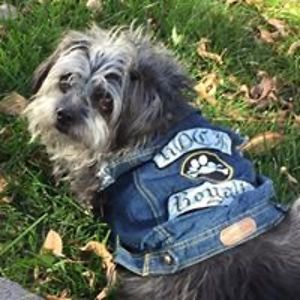 linleewilliams avatar