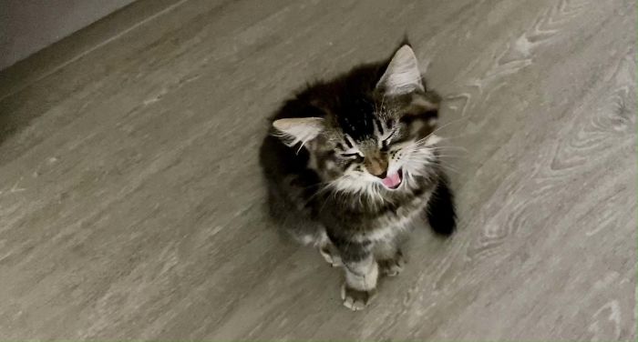 Mr. Pickles Is Working On His Yell And Looks Forward To Being A Productive Member Of This Community.