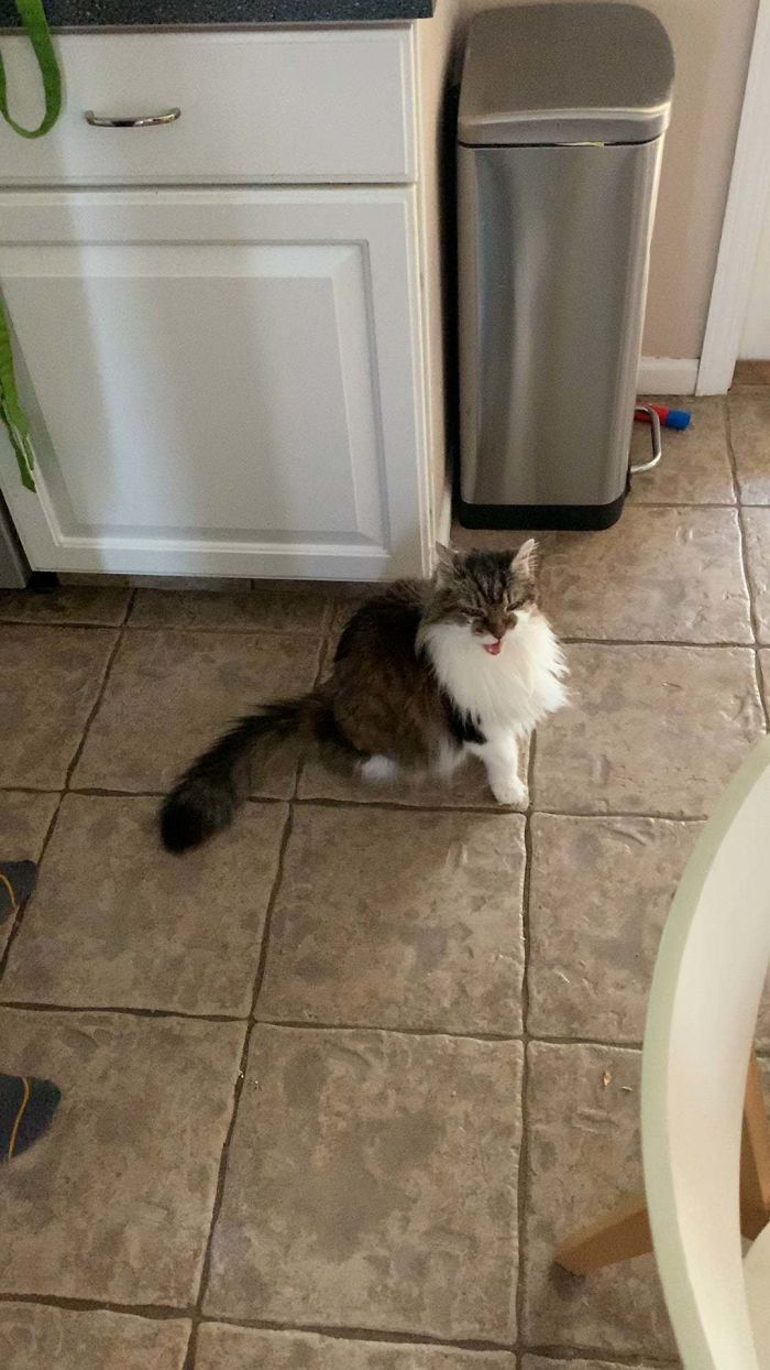 Deniro’s Time With Us Is At An End. Wednesday Night Lap Of Love Is Coming To Our House Help Him Pass. Thanks To Each And Every One Of You For Your Love Of Him. It Has Brought Me Such Incredible Joy You Don’t Even Know.