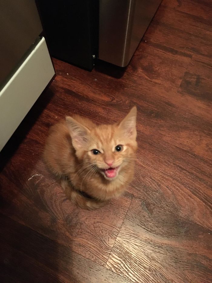 This Is Taco. He’s A Screamer.