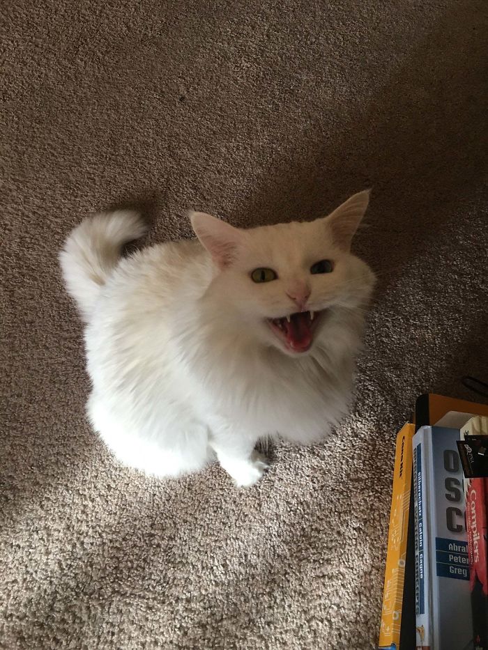 She's Deaf So She Only Has One Volume: Yell.