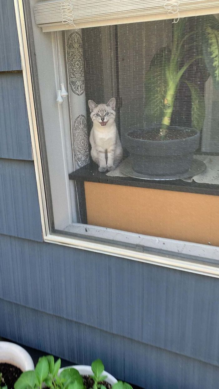 Beans Is Mad About Not Being Able To Join Me In The Garden