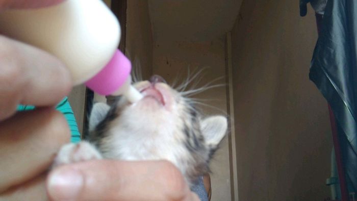 I Found Some Kittens From The Trash. Fostering Them Until They Get A Little Bigger, And Maybe Less Yelly.