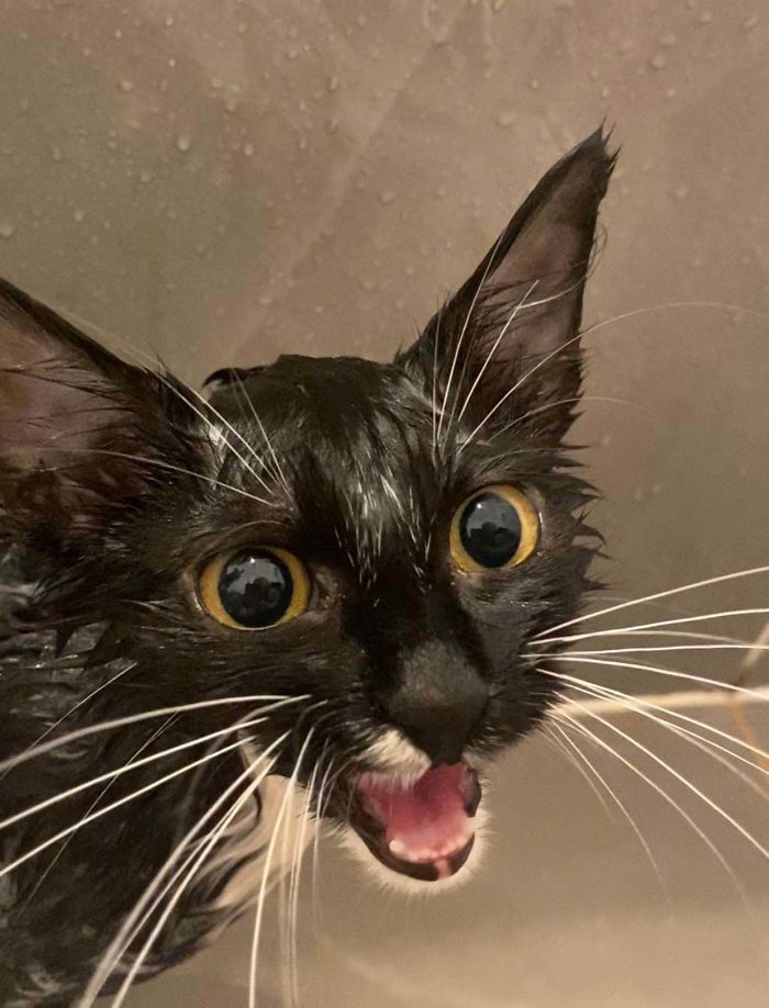 My Baby Has Ringworm, And Has To Be Bathed Twice A Week. She’s Very Mad