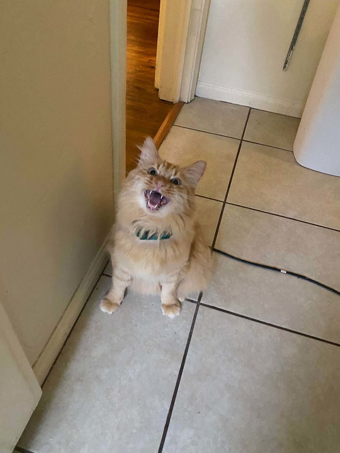 This Is Mango. Mango Wants Whatever You’re Having. Today It Was Jello.