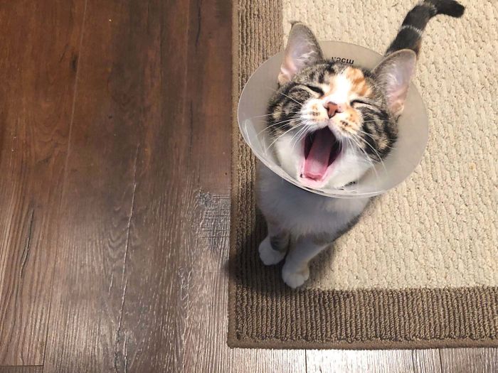 This Is Sashimi. She’s Yelling About Her New Cone, Which She Received After $3k Surgery To Remove 2 Feet Of Paracode That She Thought Tasted Good.
