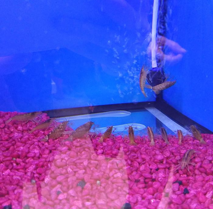 I Think I Accidentally Walked Into Some Kind Of Shrimp Ritual