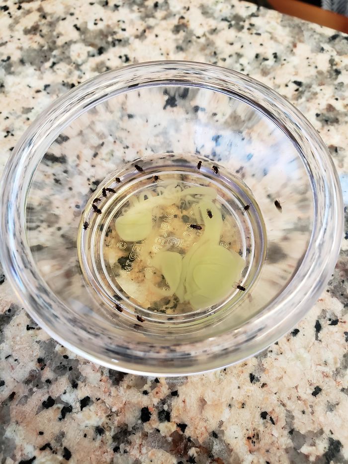 Fruit Fly Infestation? Pour Vinegar And A Tiny Bit Of Dish Soap In A Shallow Dish/Bowl And Watch The Little Jerks Drown