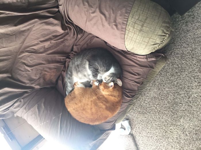 Weird-Position-Lying-Cats-Pics